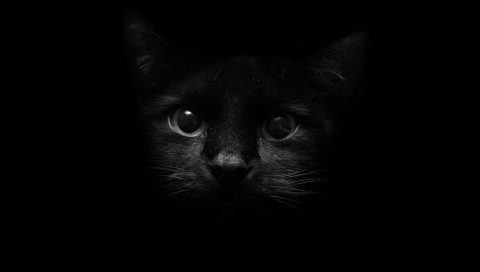 котенок, лицо, тень, глаз