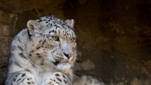 снежный барс, ложь, хищник, большая кошка