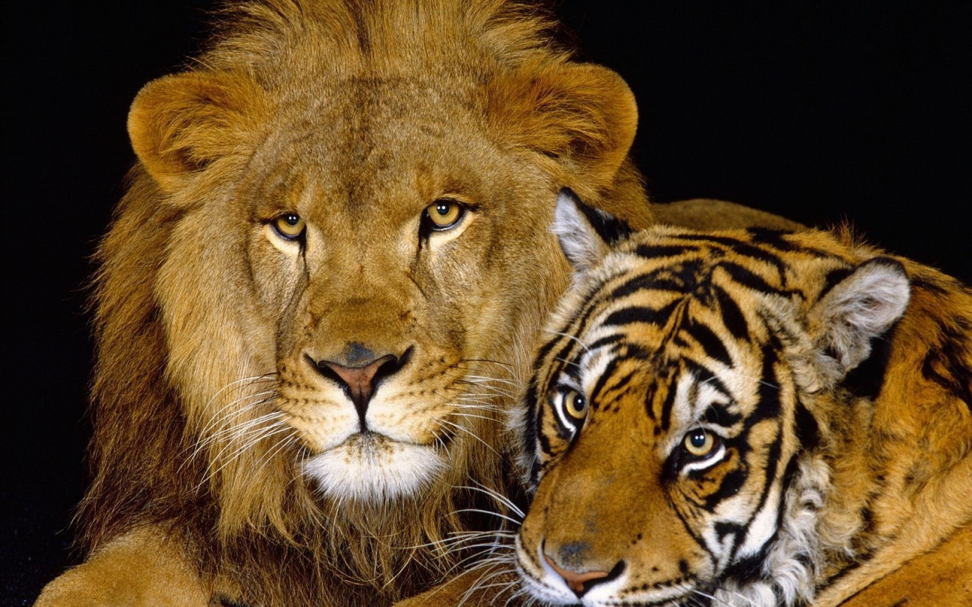 Картинки тигр, лев, пара, вниз, большая кошка, хищник фото и обои на рабочий стол