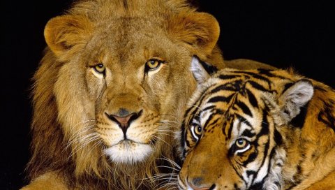 тигр, лев, пара, вниз, большая кошка, хищник