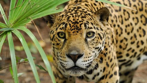 Леопард, трава, глаза, гнев, большой кот, хищник