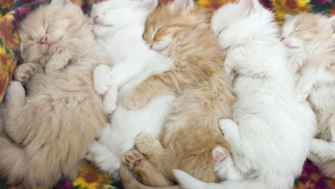 Котята, ложь, много, пушистые