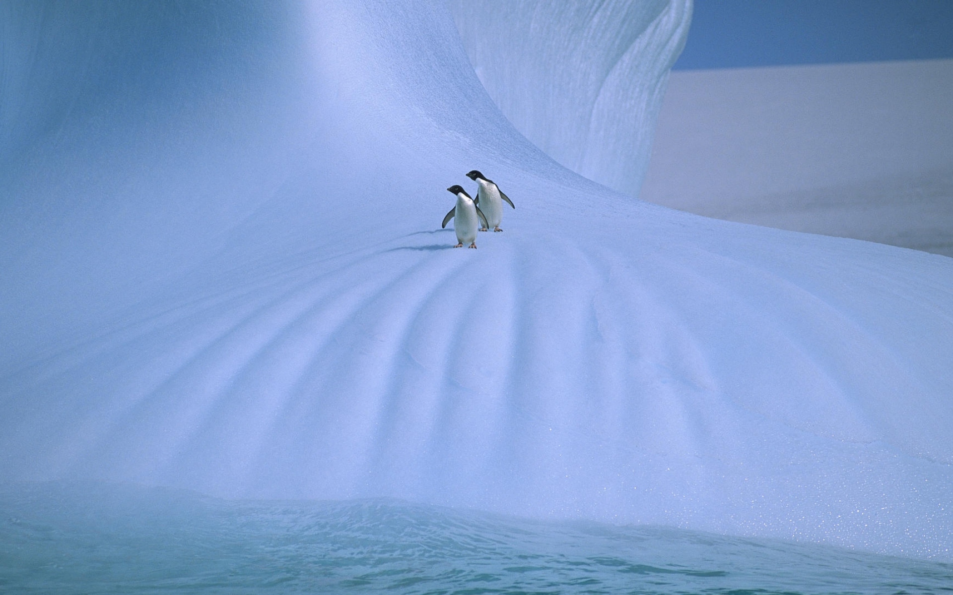 Картинки Пингвины, лед, снег, холод, пара, прогулка фото и обои на рабочий стол