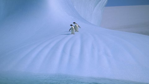 Пингвины, лед, снег, холод, пара, прогулка