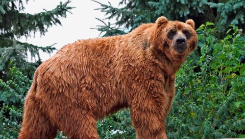Медведь, коричневый, цвет, трава, большой