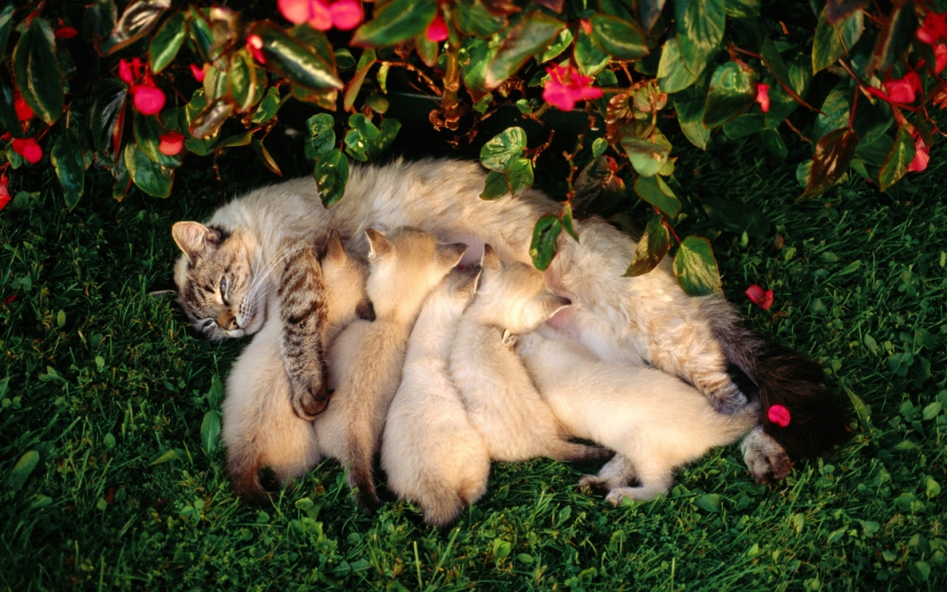 Картинки Кошка, котята, трава, цветы, кормление фото и обои на рабочий стол