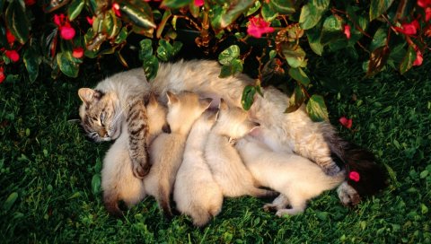 Кошка, котята, трава, цветы, кормление