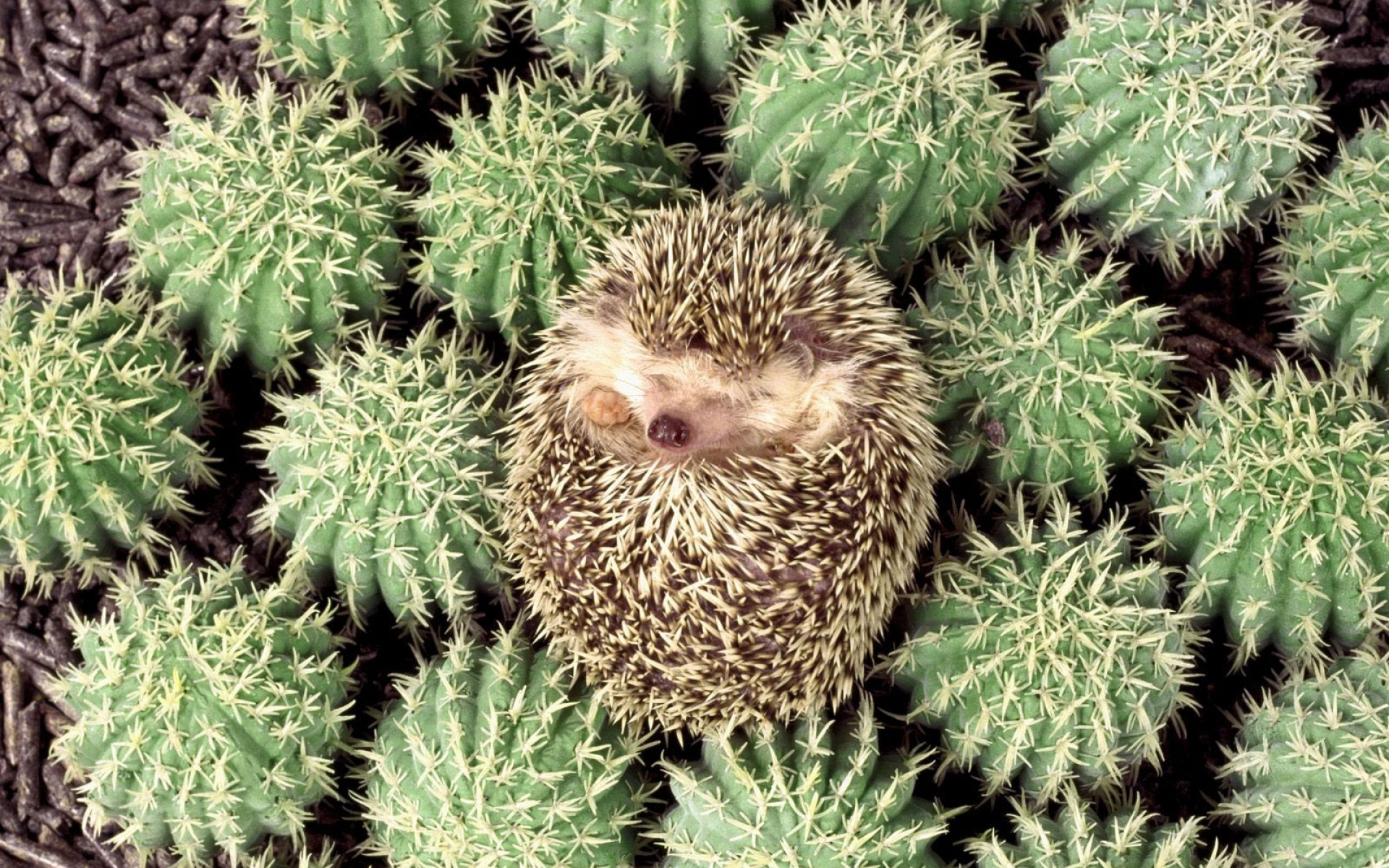 Картинки Ежик, кактус, шипы, ложь фото и обои на рабочий стол