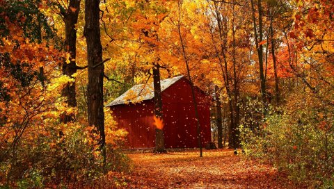 Листья, осень, гараж, дерево, деревья, октябрь