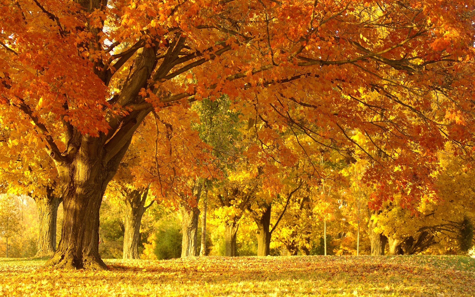 Картинки Дерево, деревья, очень, октябрь, тишина, проспект, цвета фото и обои на рабочий стол