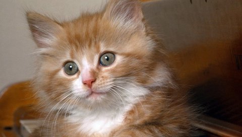 Котенок, морда, ключи, ложь, пушистый
