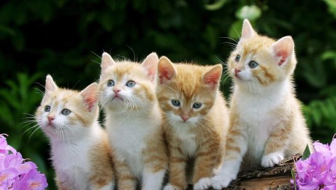 Котята, цветы, пушистые, красивые
