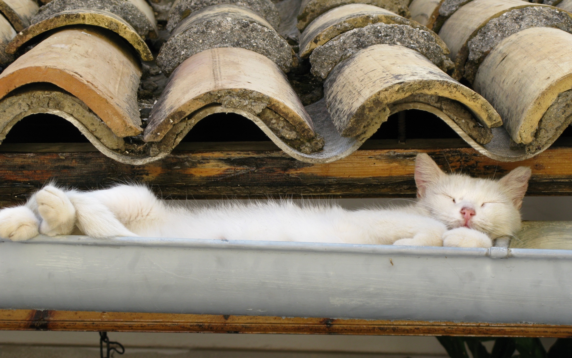 Картинки Кот, крыша, ложь, сон фото и обои на рабочий стол