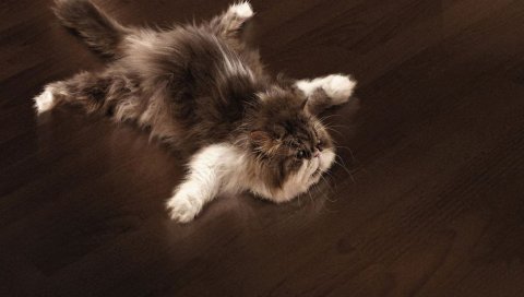 Кот, пол, пушистый, кухня, ложь