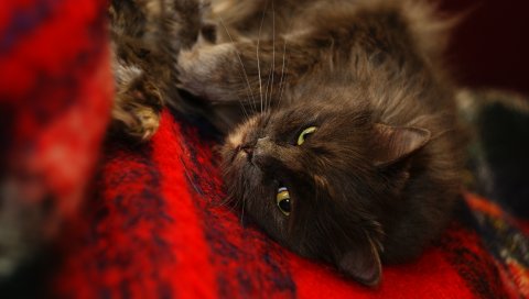 Кошка, морда, сон, нечеткий