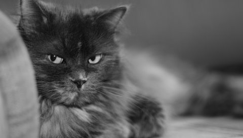 Кошка, пушистая, лицо, черно-белое, взгляд