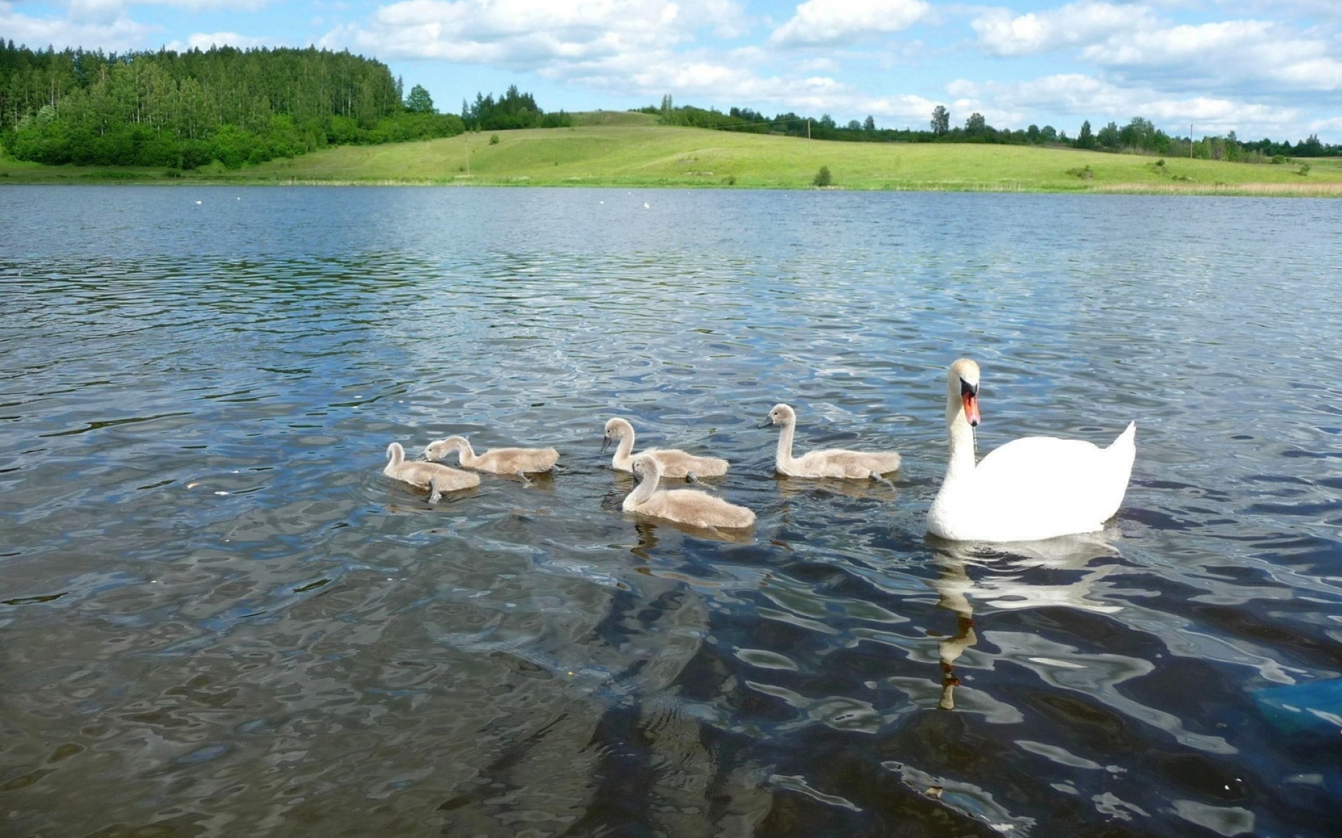 Озеро на речке гусь. Озеро с лебедями и утками. Лебеди на озере. Лебеди в пруду. Птицы на реке.