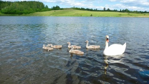 Лебедь, река, лето, птица
