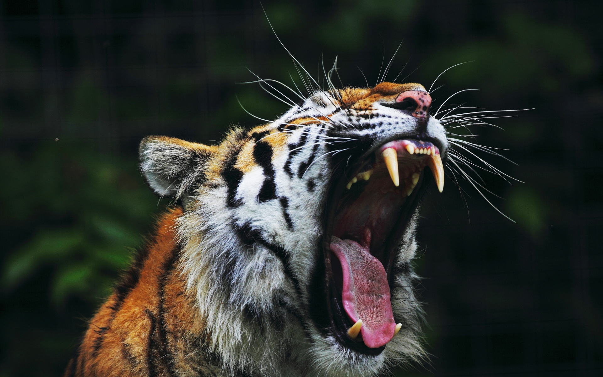 Картинки Тигр, большая кошка, лицо, зубы, гнев фото и обои на рабочий стол