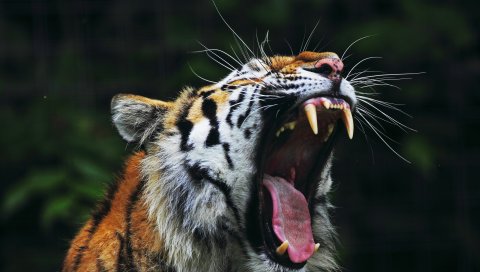 Тигр, большая кошка, лицо, зубы, гнев
