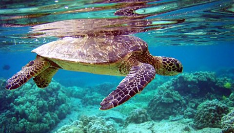 Черепаха, подводное плавание, вода