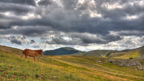 Лошадь, холмы, трава, облака