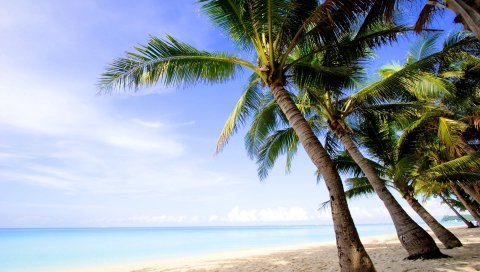 Пальмы, пляж, песок, ряд, побережье