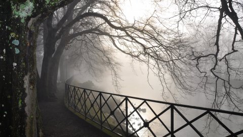 Деревья, ветви, защита, туман, осень, мрачность, кора, сырость