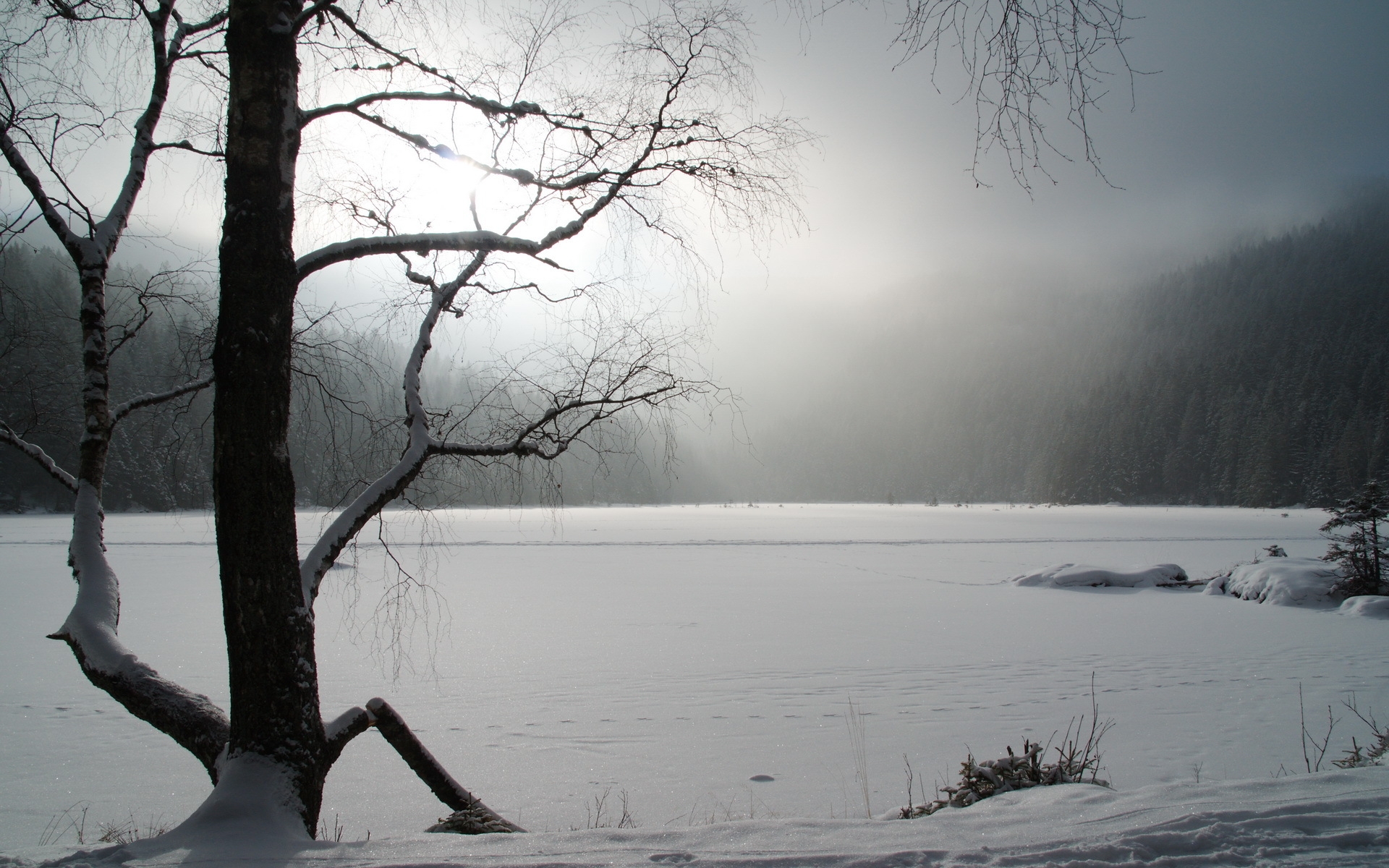 Картинки Дерево, зима, озеро, лед, снег фото и обои на рабочий стол