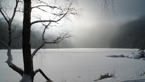 Дерево, зима, озеро, лед, снег