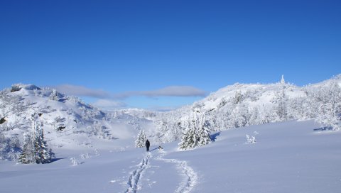 Зима, снег, сугробы, крышка, человек, прогулка, собака, следы, охота