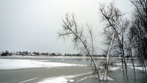 Деревья, лед, озеро, зима, морозы, ноябрь