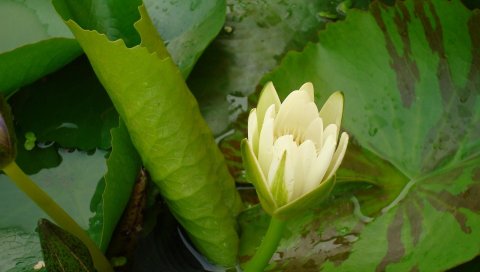 Кувшинка, травы, листья, вода, капли, крупный план
