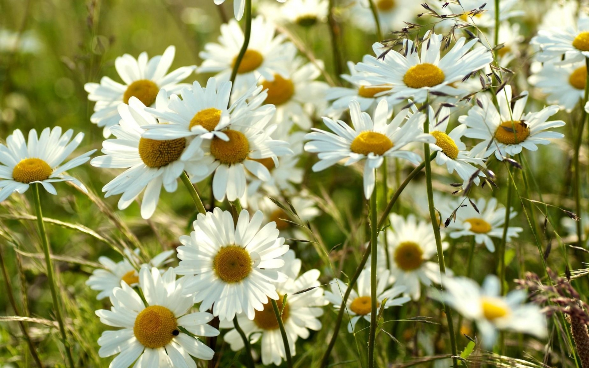 Ромашка ромашка цветок полевой. Chamomile. Полевые ромашки. Цветы Луга Ромашка. Ромашки на лугу.