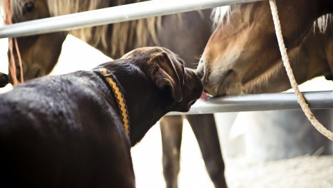 Лошади, собаки, дружба, поцелуй