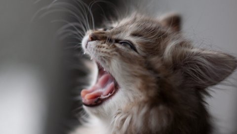 Котенок, пушистый,