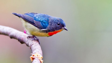 Птицы, ветка, сидеть, цвет, яркий