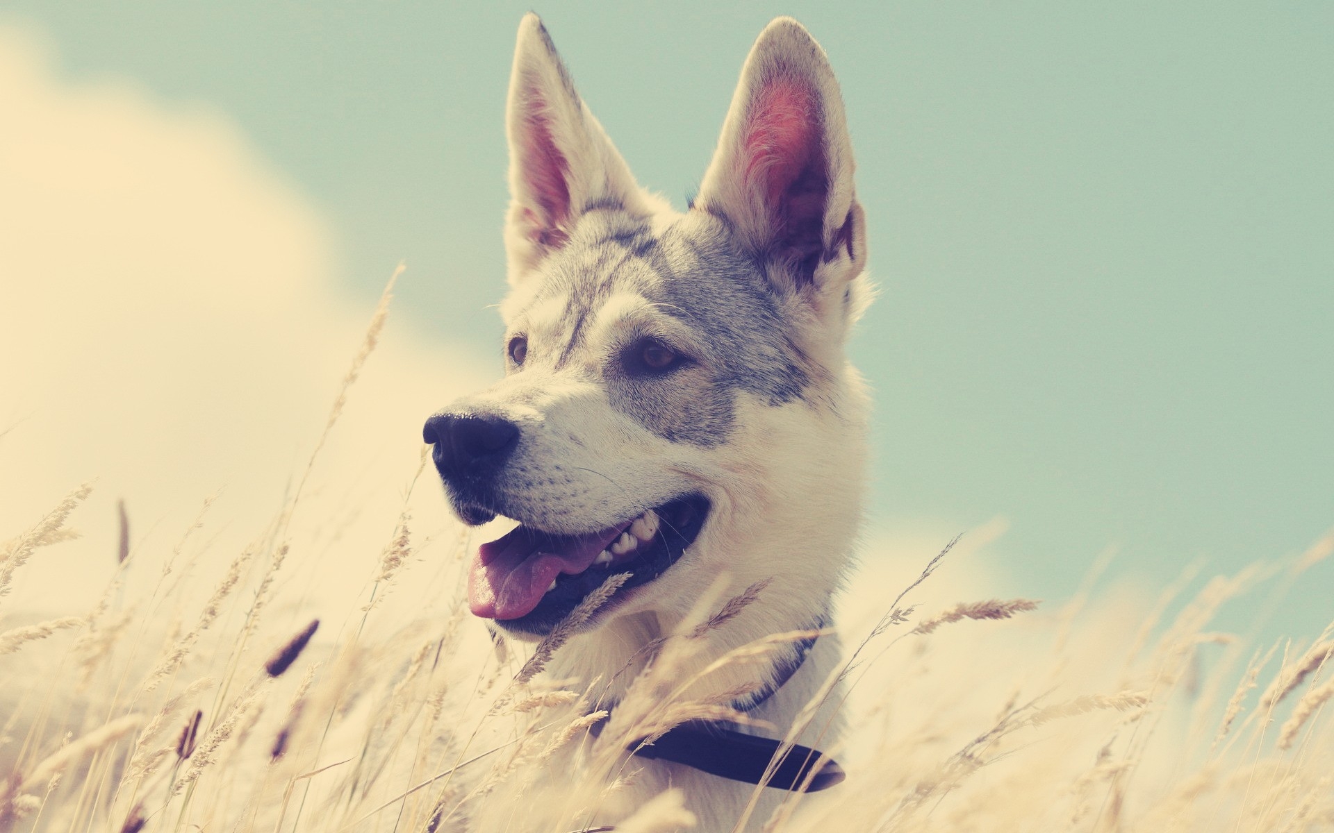 Картинки Собаки, трава, охота, бег, энтузиазм фото и обои на рабочий стол