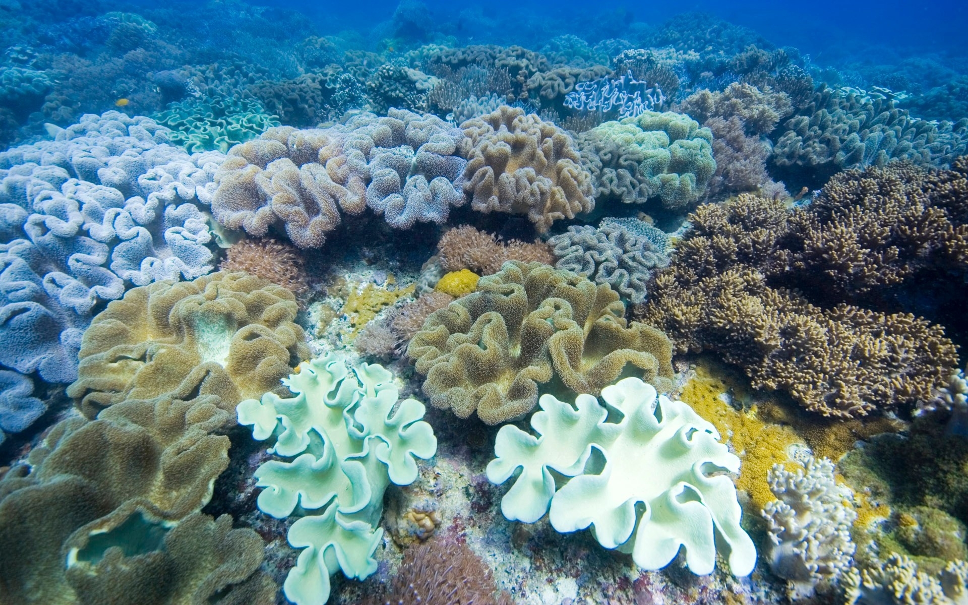 Картинки Морские водоросли, подводные, разноцветные, фото и обои на рабочий стол