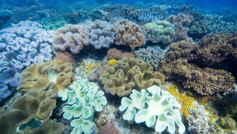 Морские водоросли, подводные, разноцветные,