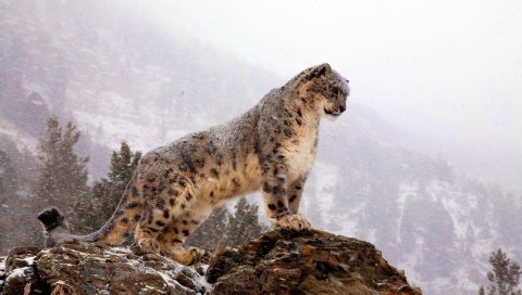 Снежный барс, верх, большой кот, хищник
