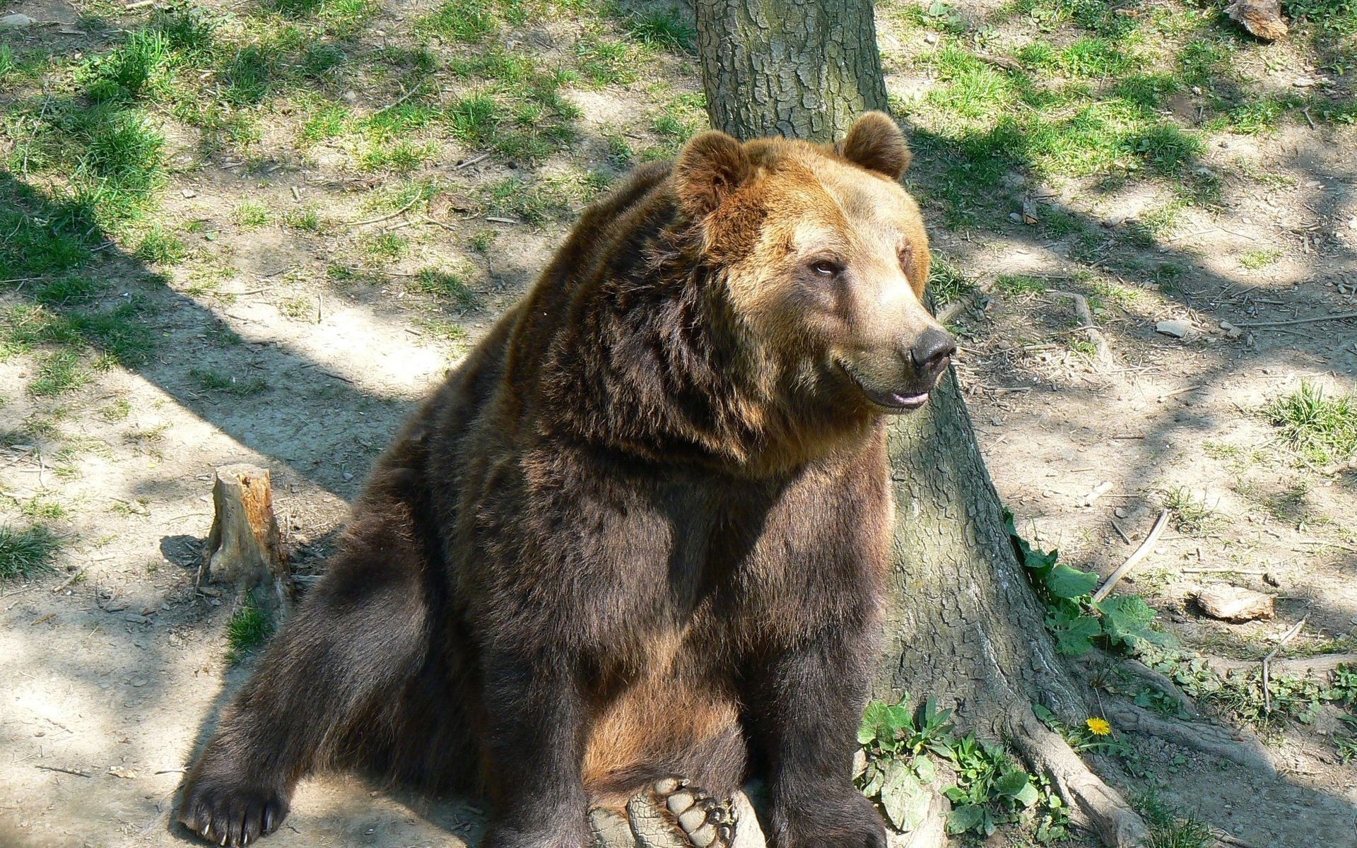 Картинки Медведь, дерево, сидя, коричневый фото и обои на рабочий стол