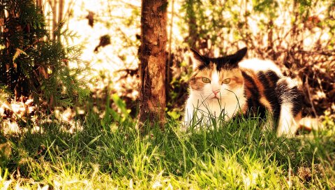 Кошка, трава, охота, сидеть, осень
