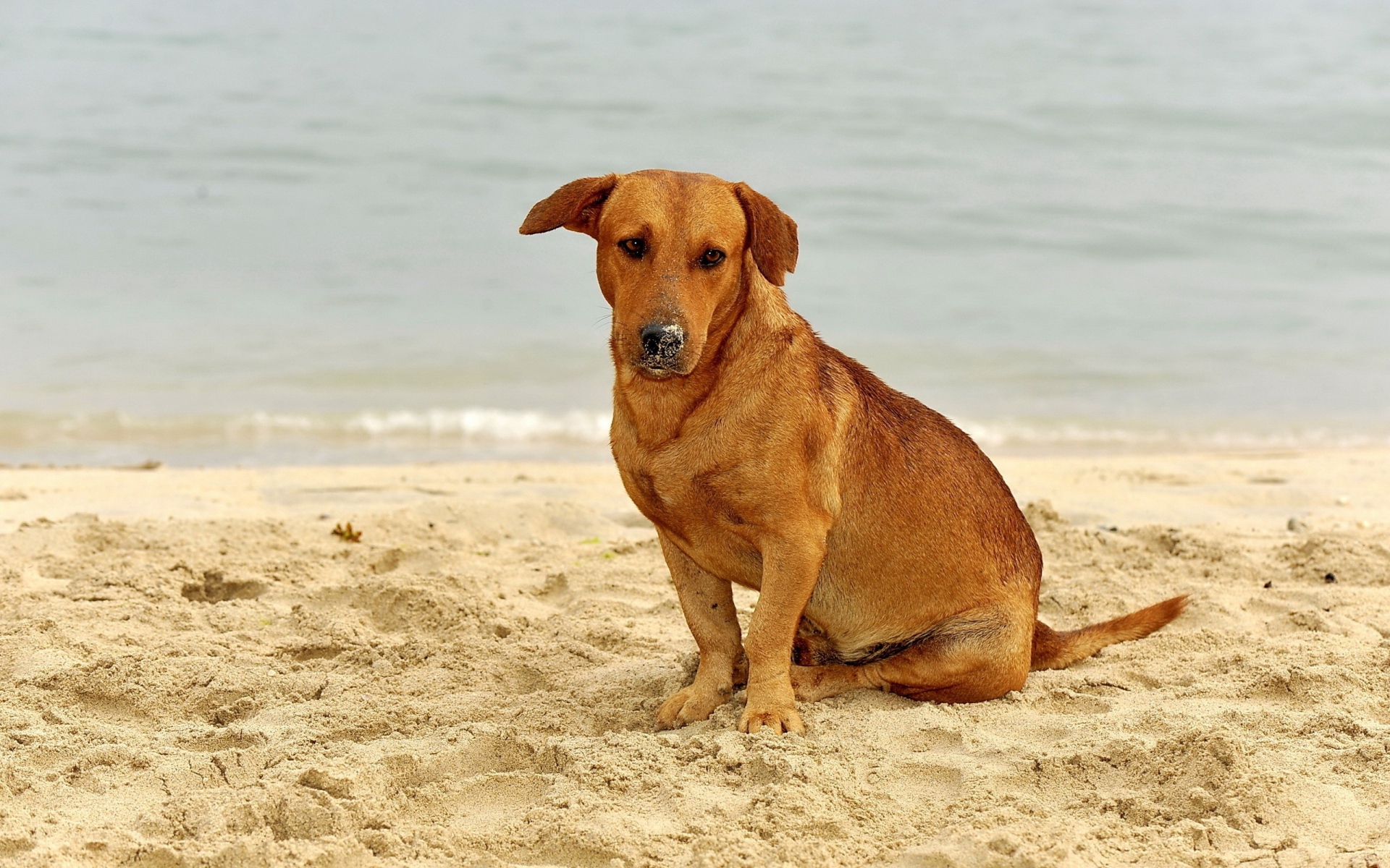 Картинки Собака, песок, сидя, грустная фото и обои на рабочий стол