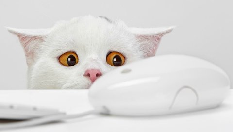 Кошка, компьютерная мышь, свет, страх, наблюдение