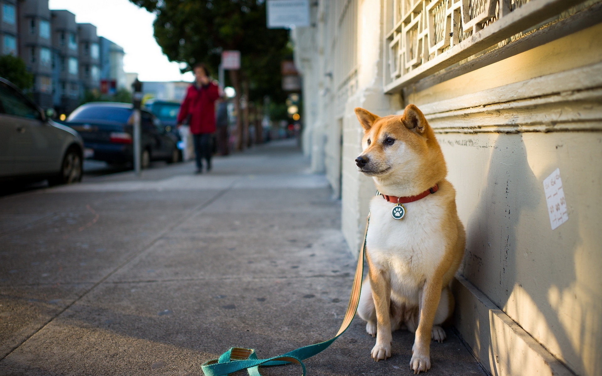 Картинки Собака, город, улица, сидеть фото и обои на рабочий стол