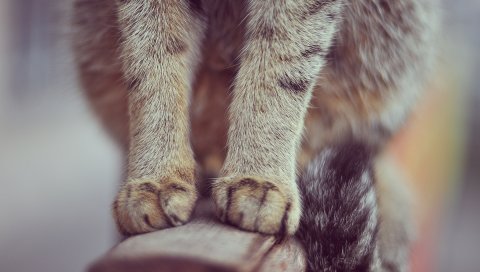 Лапы, кошка, сидеть, мех