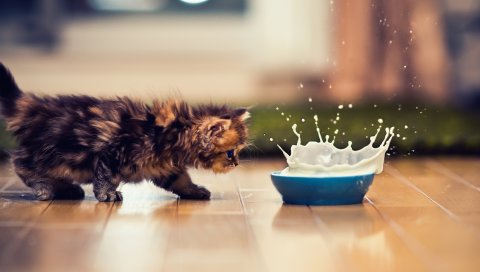 Котенок, миска, молоко, спрей