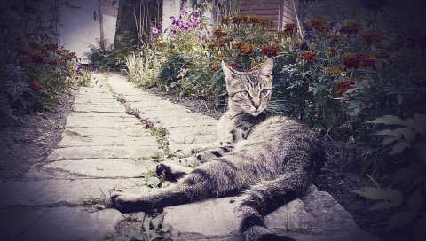 Кошка, лежа, цветы, трава, купание