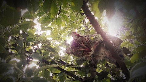Котенок, ветки, деревья, солнечный свет